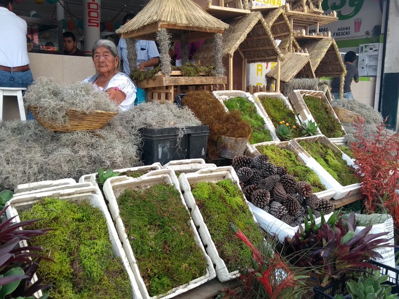 Nacimiento ecológico y la importancia de no usar musgo esta Navidad - El  Sol de Tlaxcala